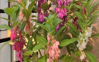 凤仙花能否放在室内，具有毒性不宜养在卧室中
