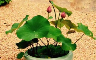 怎样在家里养荷花，春夏期间每天浇水一次