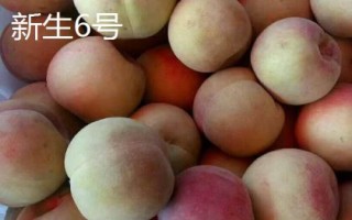 毛桃的品种都有哪些，这几个都是优质品种