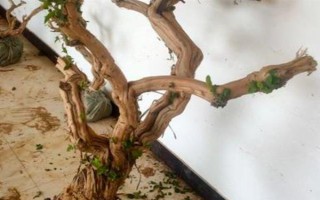 金银花盆景怎样制作,选好树材以后需进行修剪