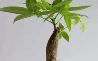 锯掉根的发财树能不能重新生根，其它部位的问题不严重可重新长根