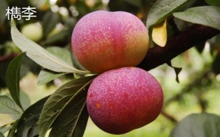 嘉庆子的简介，是指李子具有酸甜的味道