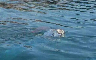 带鱼吃什么，养殖的带鱼爱吃动物饲料