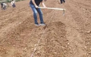 青黛的种植方法，播种前需浸种