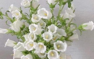 白色桔梗的花语,寓意纯洁善良、无怨无悔等