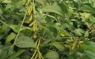 菏育16大豆种子简介,适宜播期为6月5~20日