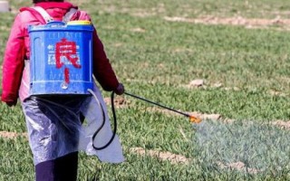 夏季苗圃除草剂的施用小技巧，第一次喷药在6月下旬进行