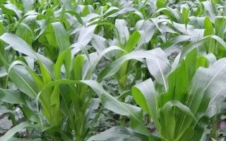 禾源9号玉米品种的特性，播种后早早定苗