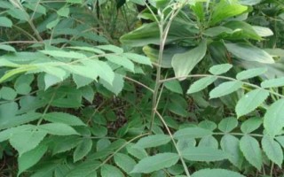 种植五倍子的要点,生长期间要控制树势、修剪病枯枝和徒长枝