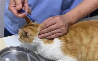 犬猫上呼吸道感染怎么治疗和护理，根据引发原因采取不同的解决措施