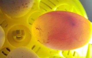 鸭子能否自行孵化小鸭，家养鸭基本不会孵蛋