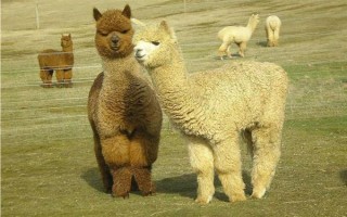 羊驼适合在什么地方养殖，适合在山区、草原等地养殖