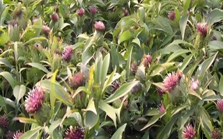 白术和苍术的区别是什么，来源、形状和产地均不同