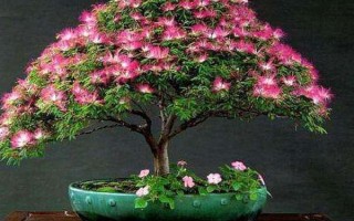 怎么养合欢花，在生长期间应该保证有足够的光照