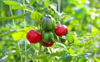 菜椒一亩地产多少斤，一般能产1-2千斤左右