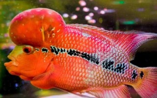 罗汉鱼养一个月可以长多大，不同时期增长速度不同