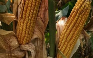 嘉玉216玉米种子特点,大喇叭口期防治玉米螟