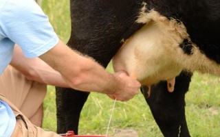 奶牛有什么本领，可以产出大量的牛奶