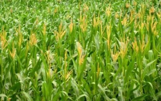 新玉93号玉米品种的特性,平均生育期127.2天