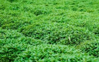 溪黄草的繁殖方法，可种子、扦插、分株繁殖