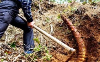 竹笋什么时候长出来，不同品种的竹子发笋时间不一样