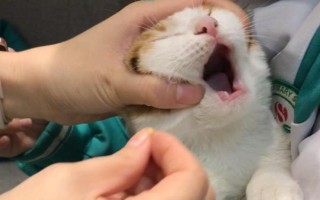 猫咪常备药品，止泻、促消化、驱虫等都是常备的