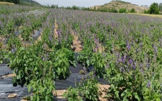 种植丹参多久可以收获，生长期为1年