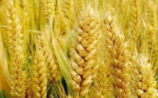 生选4号小麦种子特点,全生育期222天
