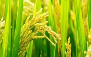 臻两优泰丝水稻种子特征特性，每亩插足基本苗6万以上