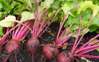 甜菜是什么，是一种草本植物