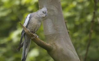 鹦鹉能不能长时间晒光，长时间暴晒容易患上皮肤病
