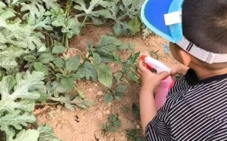 西瓜出苗后过多长时间才能施肥,经过7天左右便可首次追肥
