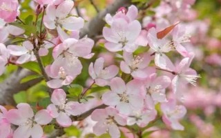 海棠花为什么掉花苞，可能是受到强光照射、缺少养分、过度浇水等原因导致