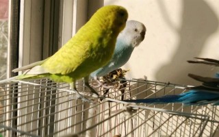 鹦鹉能不能长时间晒光，长时间暴晒容易患上皮肤病