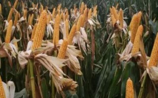 晟玉18玉米种简介,夏播生育期98-103天