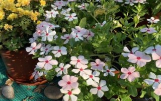 长春花剪枝种植方法,适合偏酸性的沙质土壤