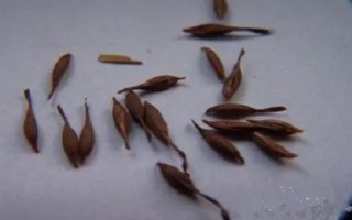 天冬的价格，大概在22-35元一斤