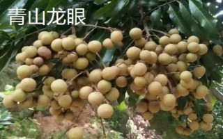 福建省福州市的水果特产有哪些,包括青山龙眼、一都枇杷、福州橄榄等种类