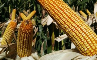 利禾10玉米种子特征特性，中抗丝黑穗病（6.8%MR）