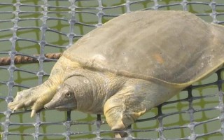 甲鱼夜间的活动规律，夜间活动较为频繁