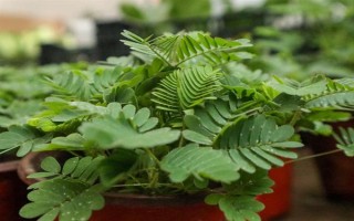 含羞草的水培方法，选择无病虫害的小苗水培