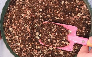 多肉兔耳朵的养殖方式，一般需要隔两年给其翻盆换土