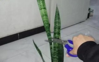 虎皮兰太高了如何修剪，将它叶子头部剪掉即可