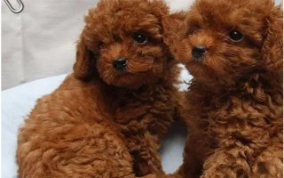 养泰迪狗要注意什么，2月龄每天至少喂3次