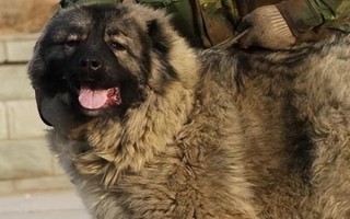高加索犬的战斗力如何，是世界排行第六的猛犬