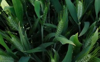 武春11号小麦品种的特性,河西灌区在3月中上旬播种