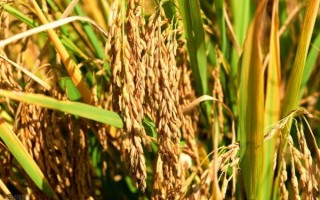 东北水稻什么时候种植，在4月中上旬进行