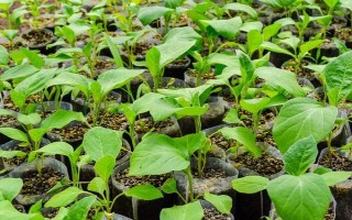 茄子有哪些病虫害，常见的有褐纹病、疫病、炭疽病等