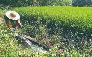 早稻基质育秧的管理注意事项，供水方法一般是选择漫灌