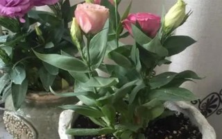 怎么养洋桔梗，通常采用水养的方法